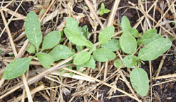 Isatis tinctoria seedlings